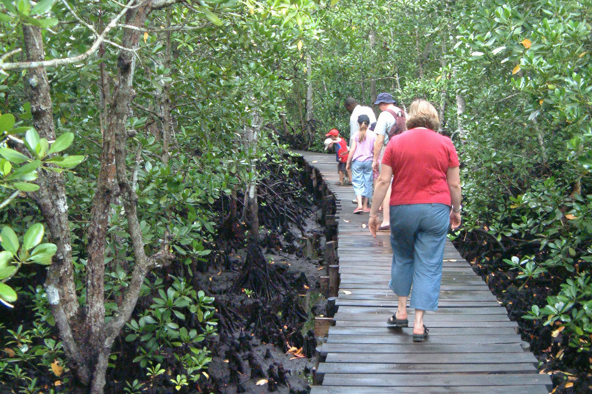 Forest nature trails