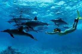Snorkeling at Mnemba Atoll
