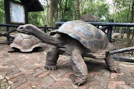Giant Aldabra Tortoises